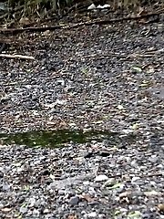15 pictures - Dark haired girl gets her ass wet by pissing