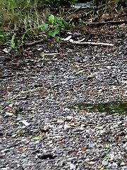 15 pictures - Dark haired girl gets her ass wet by pissing