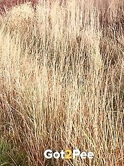 15 pictures - Dark haired babe pisses in the long grass outside