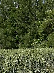 15 pictures - Brunette babe is desperate to pee while outside