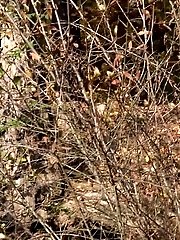 15 pictures - Blonde in Black